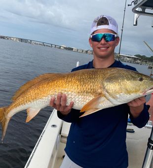 Red drum in Fort Walton Beach